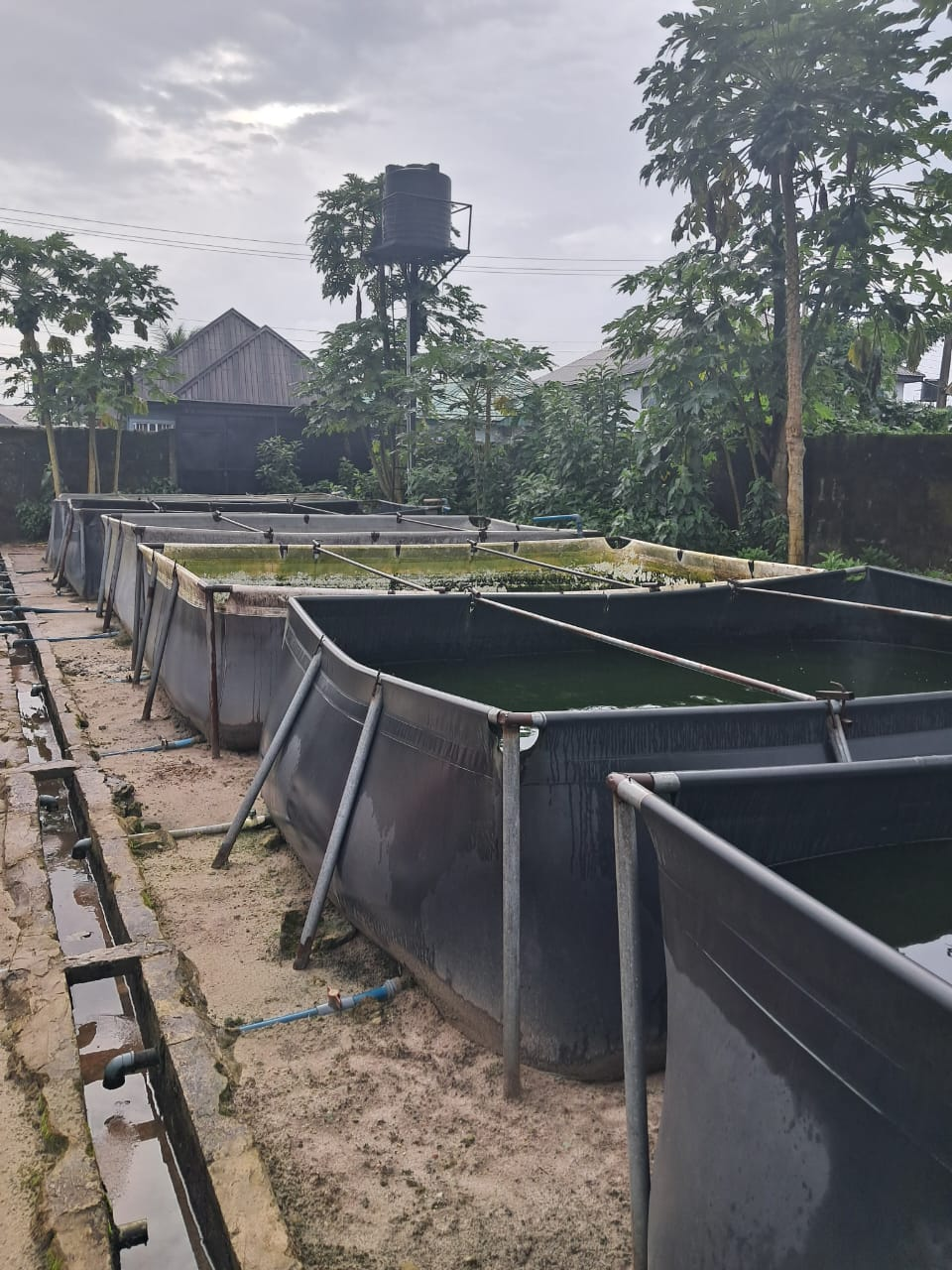 Rows of fish-rearing tanks at the Pebonex fish farm
