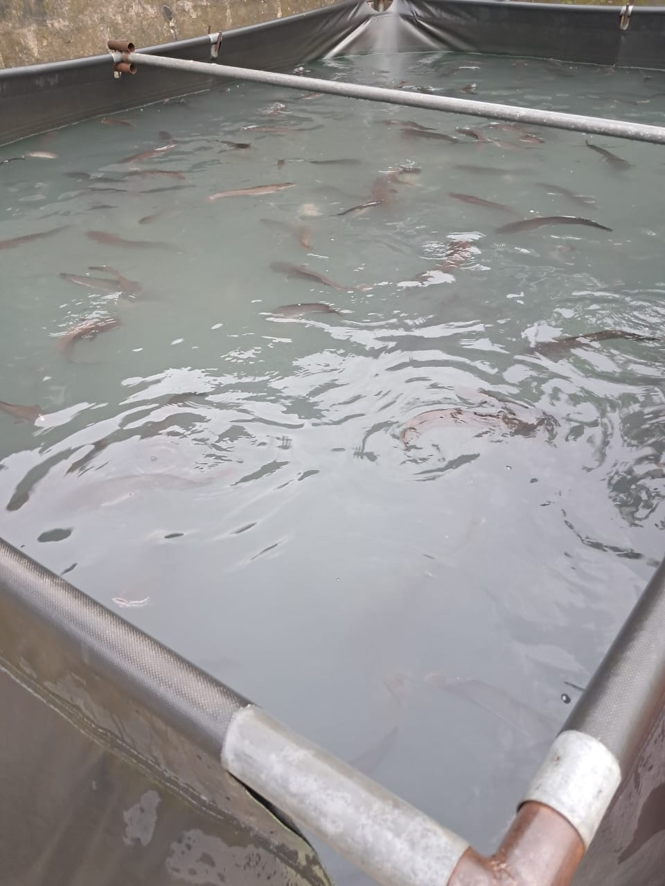 Fish swimming in a managed rearing tank