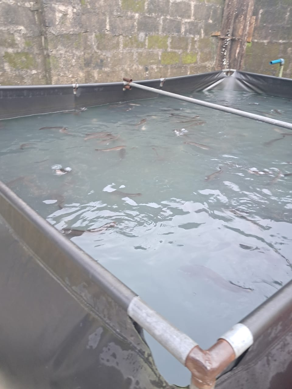 Young fish visible in a Pebonex rearing tank