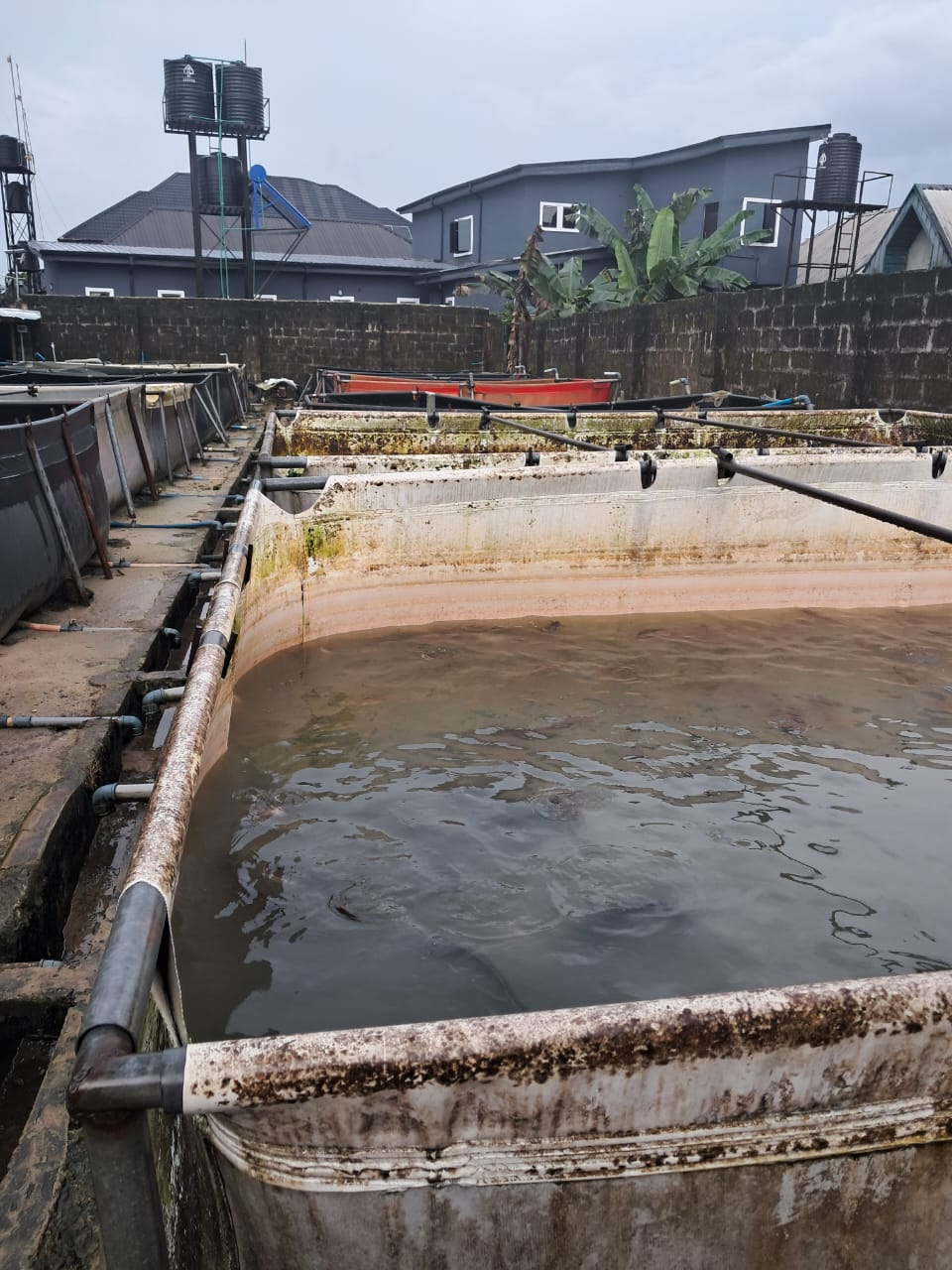 Fish-farming tanks and water systems at the Pebonex site